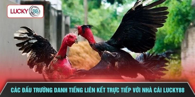  Các đấu trường danh tiếng liên kết trực tiếp với nhà cái LUCKY88