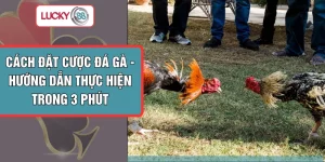 Cách Đặt Cược Đá Gà - Hướng Dẫn Thực Hiện Trong 3 Phút