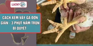 Cách Xem Vảy Gà Đơn Giản - 3 Phút Nắm Trọn Bí Quyết