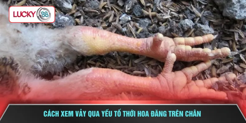 Cách xem vảy qua yếu tố thới hoa đăng trên chân