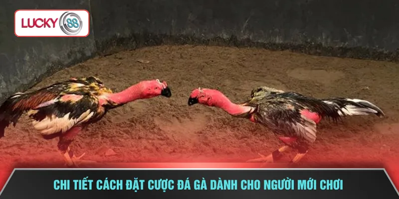 Chi tiết cách đặt cược đá gà dành cho người mới chơi