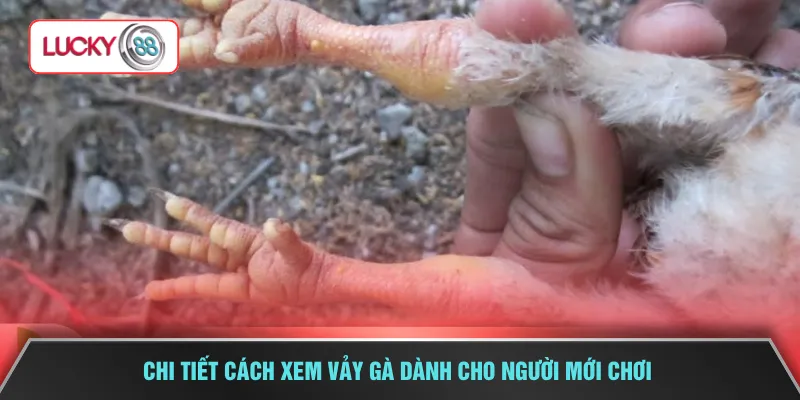 Chi tiết cách xem vảy gà dành cho người mới chơi