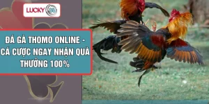 Đá Gà Thomo Online - Cá Cược Ngay Nhận Quà Thưởng 100%