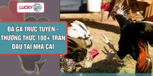 Đá Gà Trực Tuyến - Thưởng Thức 100+ Trận Đấu Tại Nhà Cái