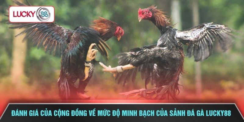 Đánh giá của cộng đồng về mức độ minh bạch của sảnh đá gà LUCKY88