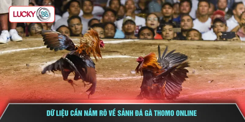 Dữ liệu cần nắm rõ về sảnh đá gà Thomo online