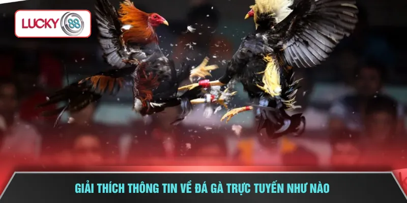 Giải thích thông tin về đá gà trực tuyến như nào