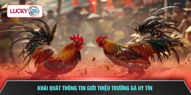 Khái quát thông tin giới thiệu trường gà uy tín