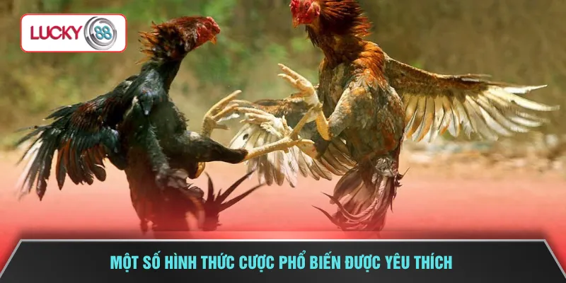 Một số hình thức cược phổ biến được yêu thích