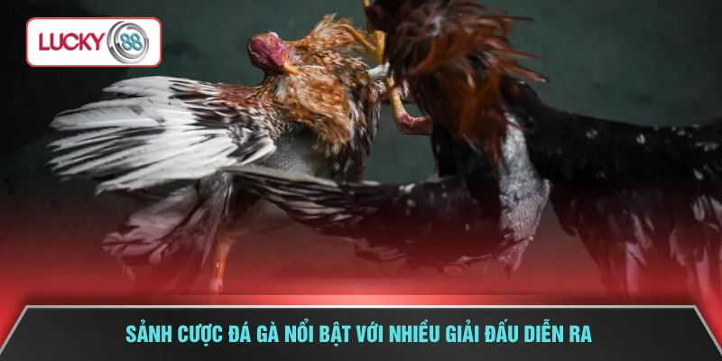 Sảnh cược đá gà nổi bật với nhiều giải đấu diễn ra