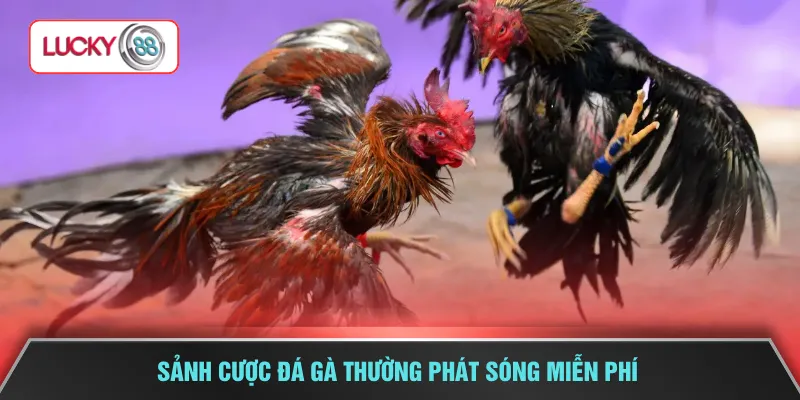 Sảnh cược đá gà thường phát sóng miễn phí