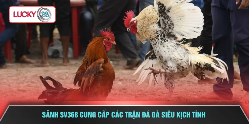 Sảnh SV368 cung cấp các trận đá gà siêu kịch tính