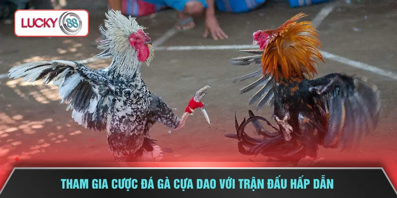 Tham gia cược đá gà cựa dao với trận đấu hấp dẫn