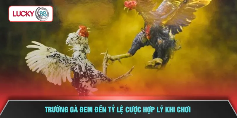 Trường gà đem đến tỷ lệ cược hợp lý khi chơi