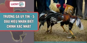 Trường Gà Uy Tín - 5 Dấu Hiệu Nhận Biết Chính Xác Nhất